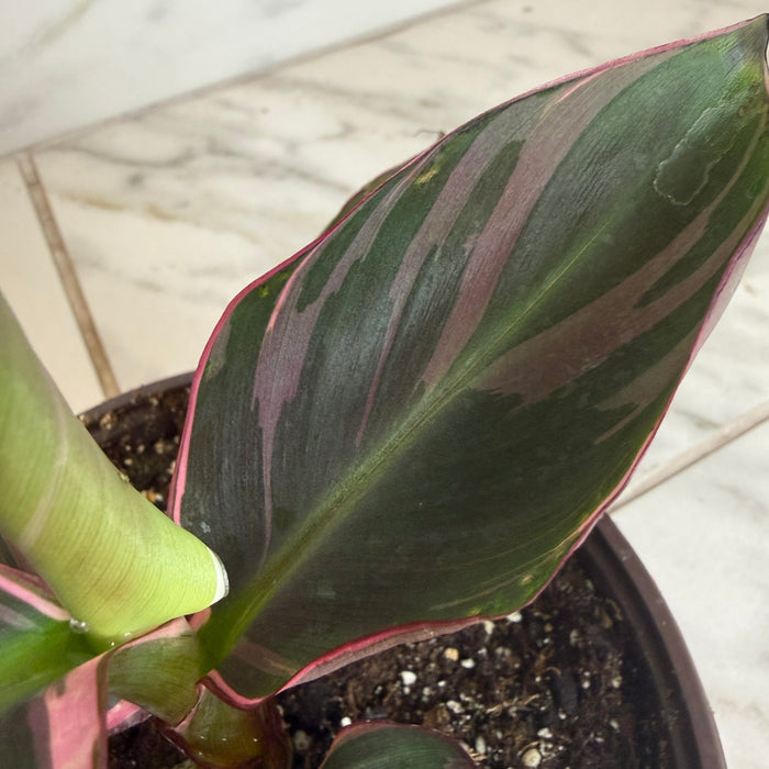 The Plant Farm® Houseplants Musa Nono Pink Variegated, 6" Plant