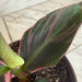 The Plant Farm® Houseplants Musa Nono Pink Variegated, 6" Plant