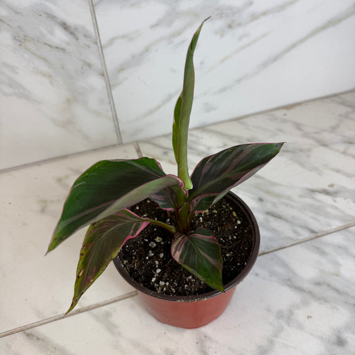 The Plant Farm® Houseplants Musa Nono Pink Variegated, 6" Plant