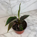 The Plant Farm® Houseplants Musa Nono Pink Variegated, 6" Plant