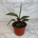 The Plant Farm® Houseplants Musa Nono Pink Variegated, 6" Plant