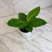 The Plant Farm® Houseplants Musa Oriental Dwarf, 4" Plant