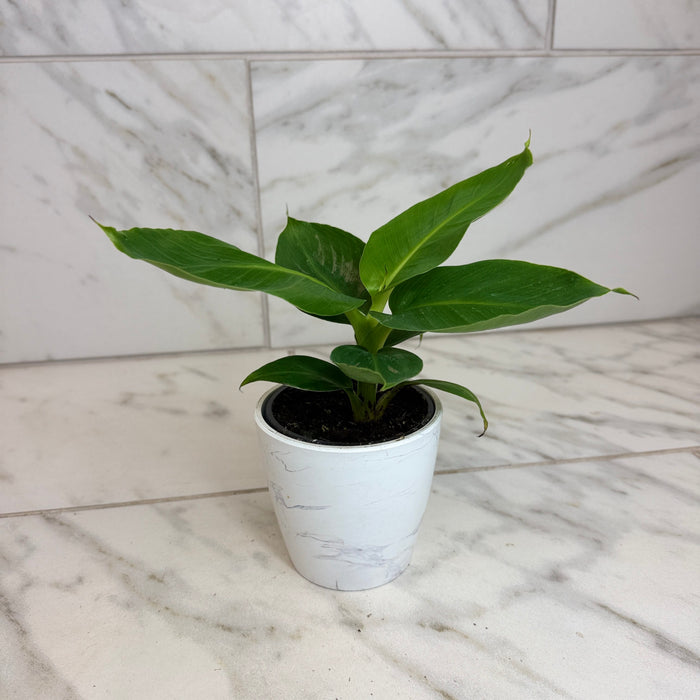 The Plant Farm® Houseplants Musa Oriental Dwarf, 4" Plant