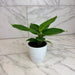 The Plant Farm® Houseplants Musa Oriental Dwarf, 4" Plant