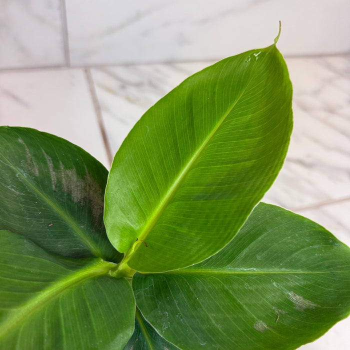 The Plant Farm® Houseplants Musa Oriental Dwarf, 4" Plant