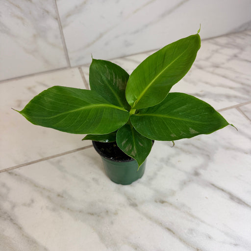 The Plant Farm® Houseplants Musa Oriental Dwarf, 4" Plant