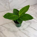 The Plant Farm® Houseplants Musa Oriental Dwarf, 4" Plant