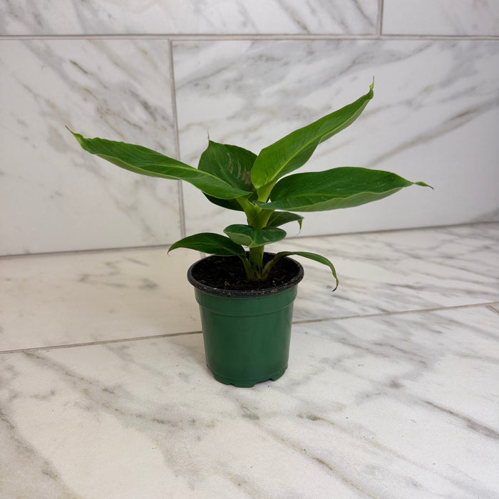 The Plant Farm® Houseplants Musa Oriental Dwarf, 4" Plant