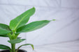 The Plant Farm® Houseplants Musa Oriental Dwarf, 4" Plant