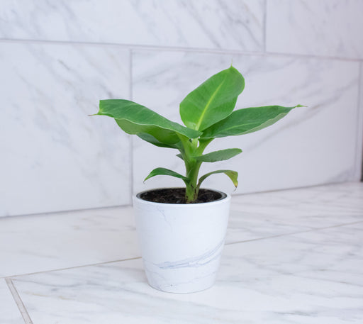 The Plant Farm® Houseplants Musa Oriental Dwarf, 4" Plant