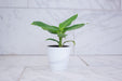 The Plant Farm® Houseplants Musa Oriental Dwarf, 4" Plant