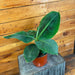The Plant Farm® Houseplants Musa Tropicana, 6" Plant