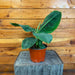 The Plant Farm® Houseplants Musa Tropicana, 6" Plant