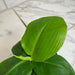 The Plant Farm® Houseplants Musa Truly Tiny, 4" Plant