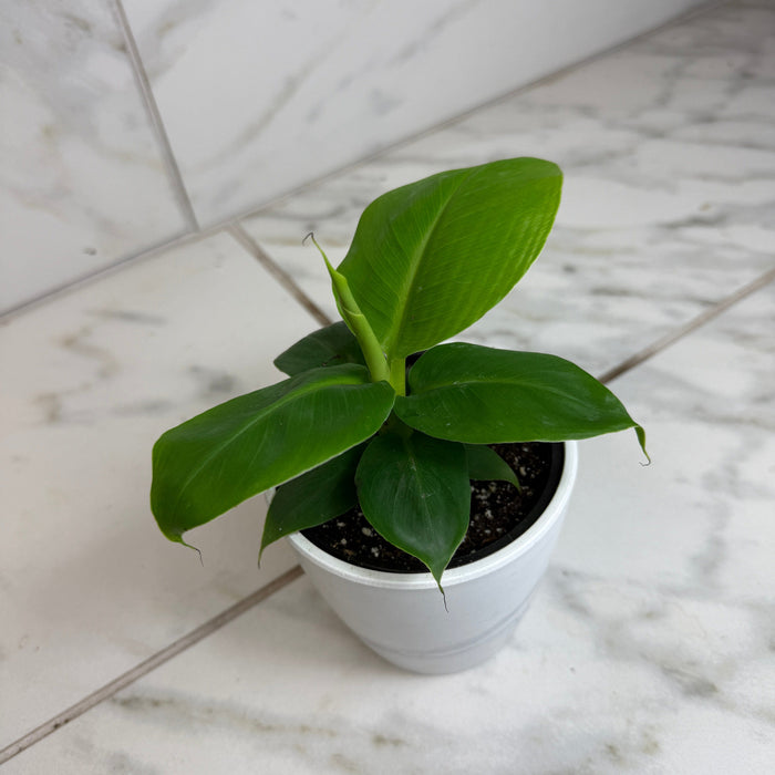 The Plant Farm® Houseplants Musa Truly Tiny, 4" Plant