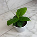 The Plant Farm® Houseplants Musa Truly Tiny, 4" Plant