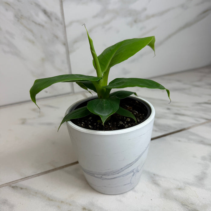 The Plant Farm® Houseplants Musa Truly Tiny, 4" Plant