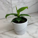 The Plant Farm® Houseplants Musa Truly Tiny, 4" Plant