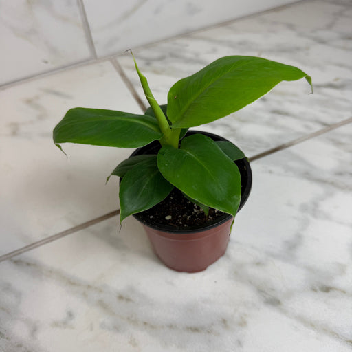 The Plant Farm® Houseplants Musa Truly Tiny, 4" Plant
