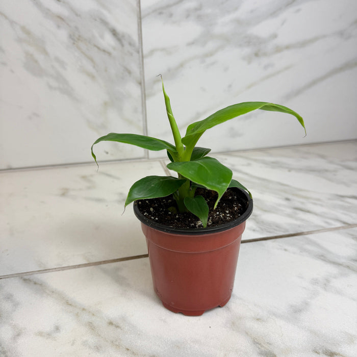 The Plant Farm® Houseplants Musa Truly Tiny, 4" Plant