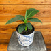 The Plant Farm® Houseplants Musa Truly Tiny, 6" Plant