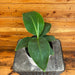 The Plant Farm® Houseplants Musa Truly Tiny, 6" Plant