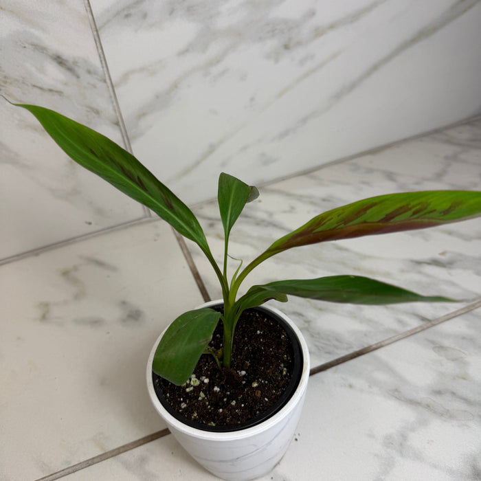 The Plant Farm® Houseplants Musa Zebrina Rojo, 4" Plant
