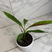 The Plant Farm® Houseplants Musa Zebrina Rojo, 4" Plant