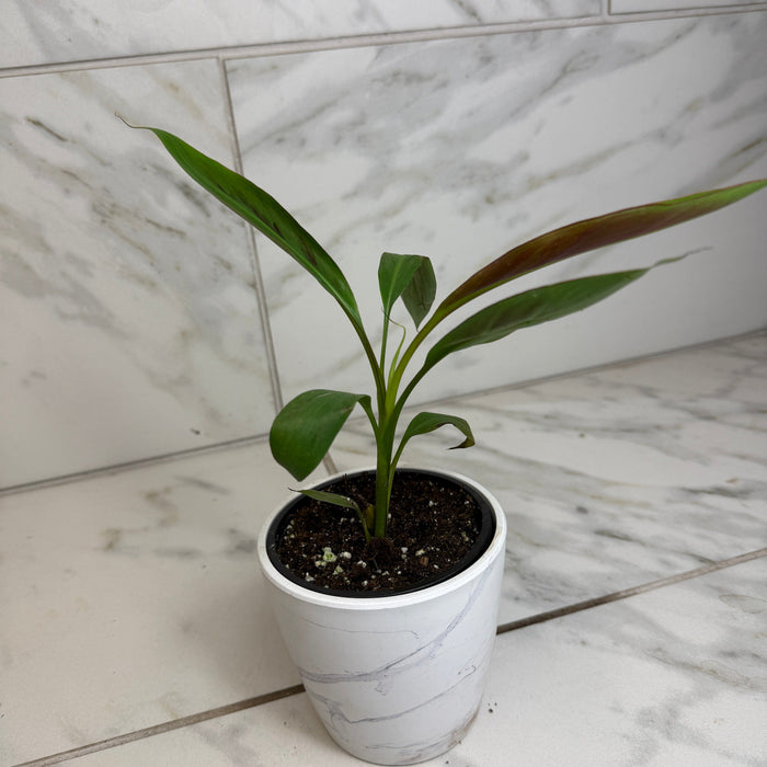 The Plant Farm® Houseplants Musa Zebrina Rojo, 4" Plant