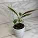 The Plant Farm® Houseplants Musa Zebrina Rojo, 4" Plant