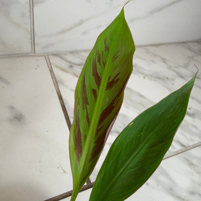 The Plant Farm® Houseplants Musa Zebrina Rojo, 4" Plant