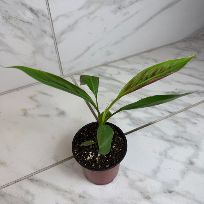 The Plant Farm® Houseplants Musa Zebrina Rojo, 4" Plant