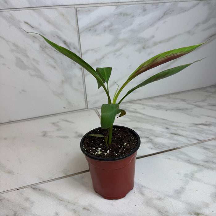 The Plant Farm® Houseplants Musa Zebrina Rojo, 4" Plant