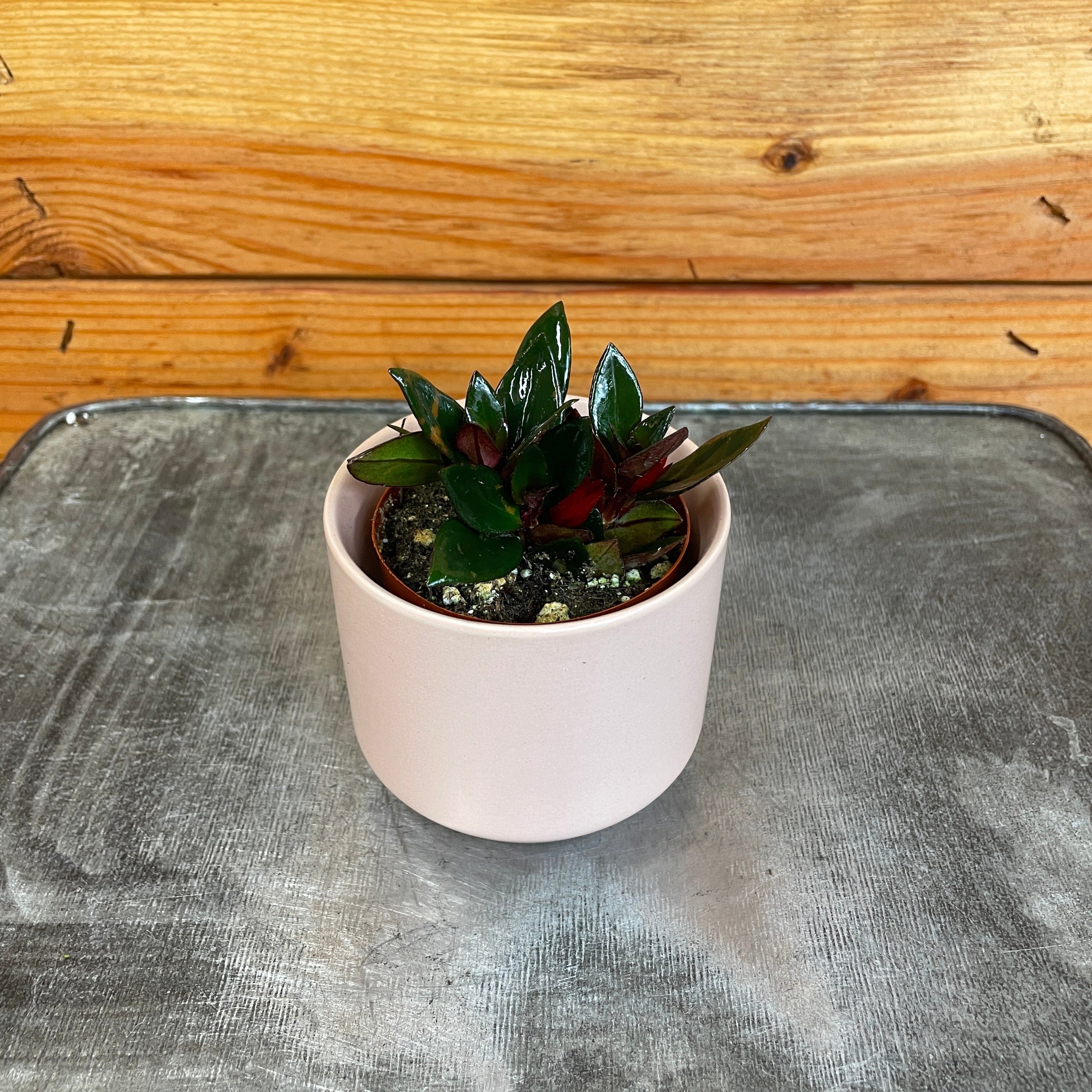 Nematanthus Goldfish Shady Lady Mae, 2