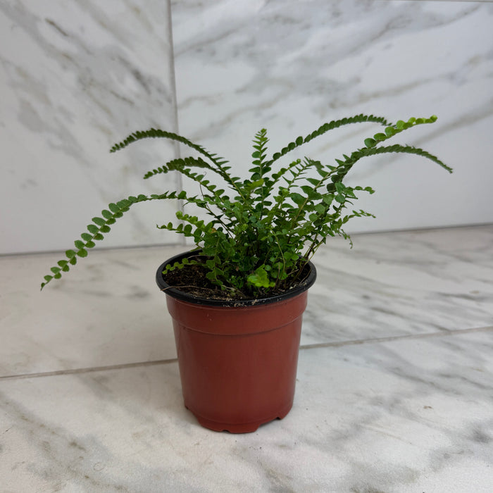 The Plant Farm® Houseplants Nephrolepis Cordifolia Fern Lemon Button, 4" Plant