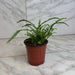 The Plant Farm® Houseplants Nephrolepis Cordifolia Fern Lemon Button, 4" Plant