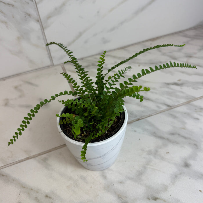 The Plant Farm® Houseplants Nephrolepis Cordifolia Fern Lemon Button, 4" Plant