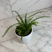The Plant Farm® Houseplants Nephrolepis Cordifolia Fern Lemon Button, 4" Plant