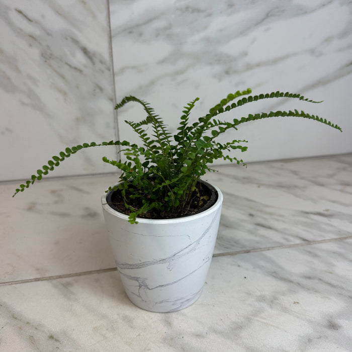 The Plant Farm® Houseplants Nephrolepis Cordifolia Fern Lemon Button, 4" Plant