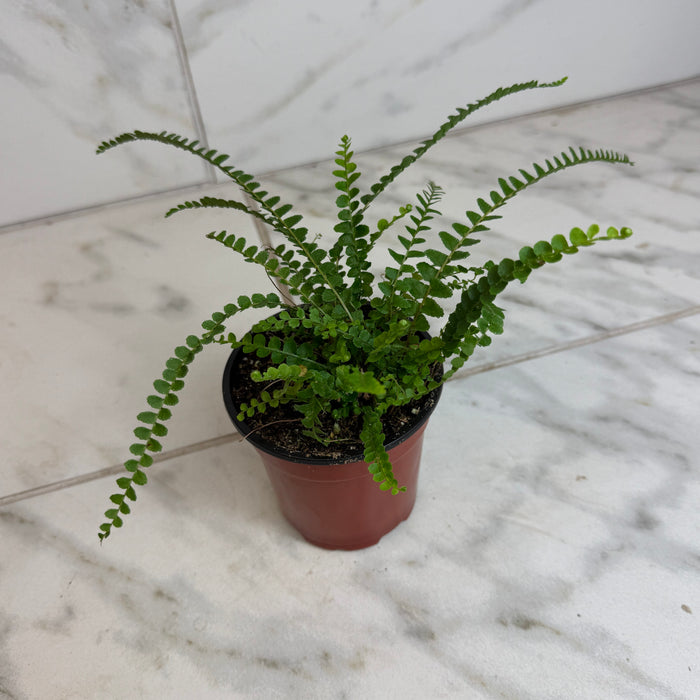 The Plant Farm® Houseplants Nephrolepis Cordifolia Fern Lemon Button, 4" Plant