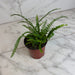 The Plant Farm® Houseplants Nephrolepis Cordifolia Fern Lemon Button, 4" Plant