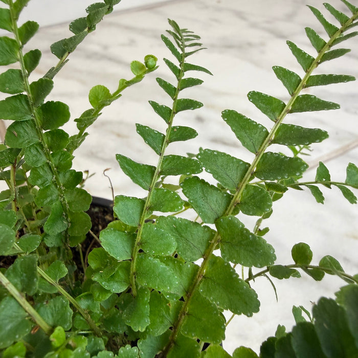 The Plant Farm® Houseplants Nephrolepis Cordifolia Fern Lemon Button, 4" Plant