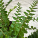 The Plant Farm® Houseplants Nephrolepis Cordifolia Fern Lemon Button, 4" Plant