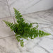 The Plant Farm® Houseplants Nephrolepis Exaltata Fluffy Ruffles, 4" Plant
