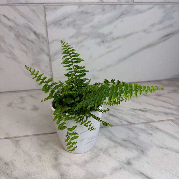 The Plant Farm® Houseplants Nephrolepis Exaltata Fluffy Ruffles, 4" Plant