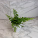 The Plant Farm® Houseplants Nephrolepis Exaltata Fluffy Ruffles, 4" Plant