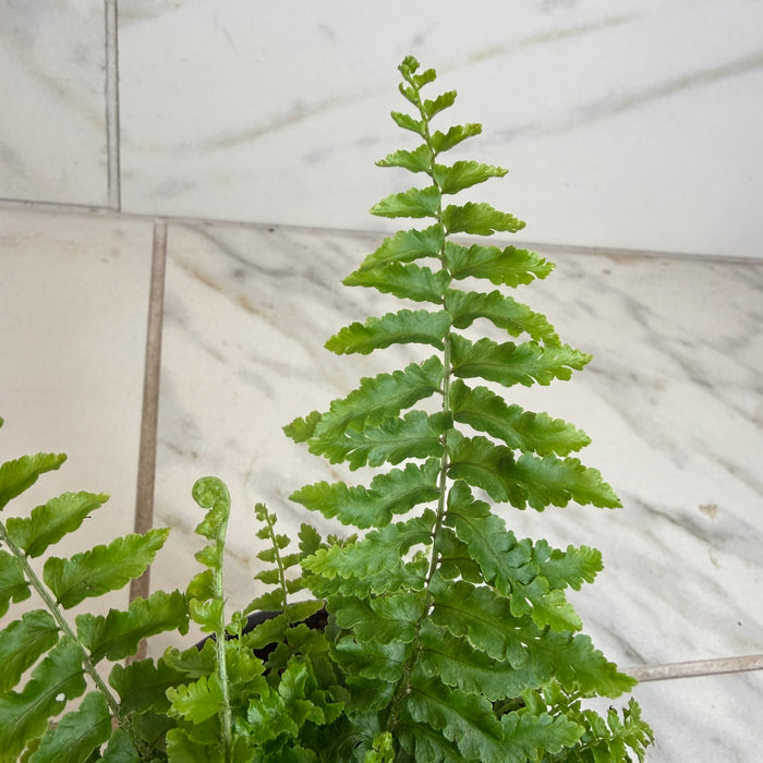The Plant Farm® Houseplants Nephrolepis Exaltata Fluffy Ruffles, 4" Plant