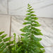The Plant Farm® Houseplants Nephrolepis Exaltata Fluffy Ruffles, 4" Plant