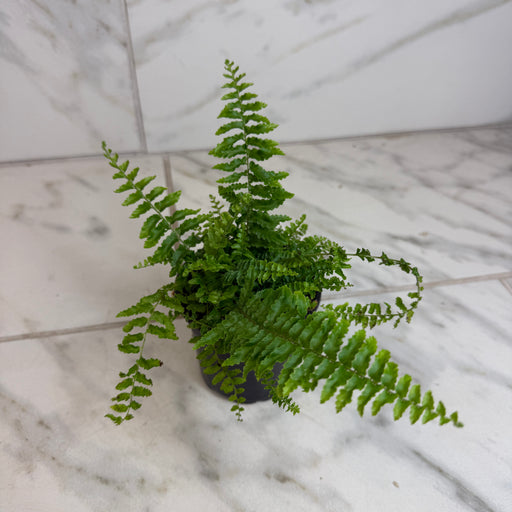 The Plant Farm® Houseplants Nephrolepis Exaltata Fluffy Ruffles, 4" Plant