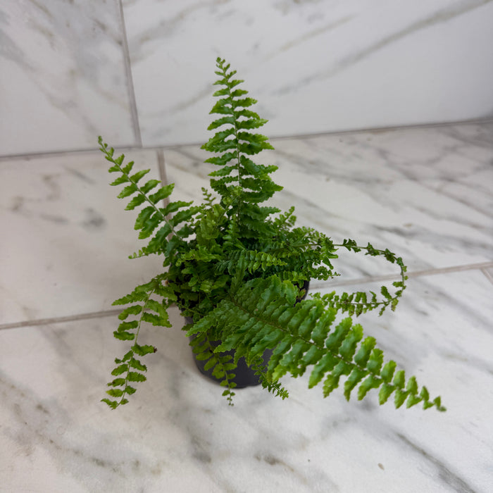 The Plant Farm® Houseplants Nephrolepis Exaltata Fluffy Ruffles, 4" Plant